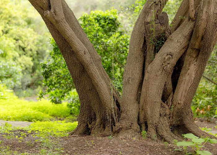 Apartmán Eva Garcia Naranjo *